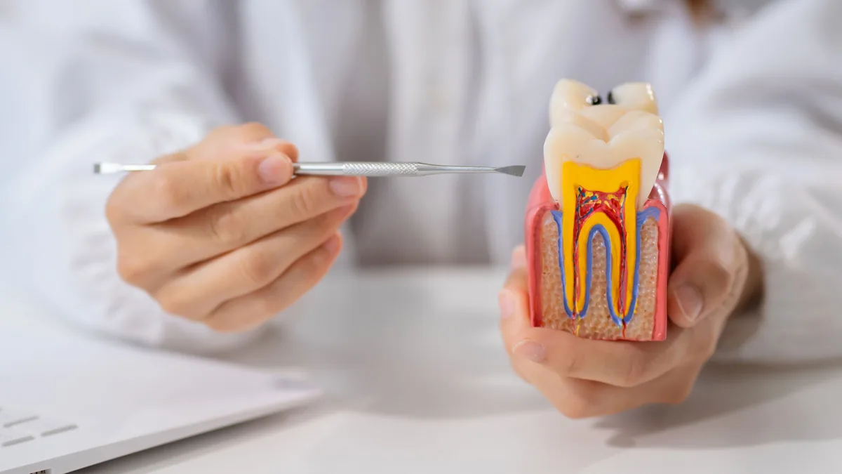 A cross-section model of a tooth showing the root canal